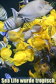 Sea Life jetzt mit 2.000 farbenprächtigen Riffbewohnern und neuen Haien im Meerwasserbecken (Foto: Martin Schmitz)